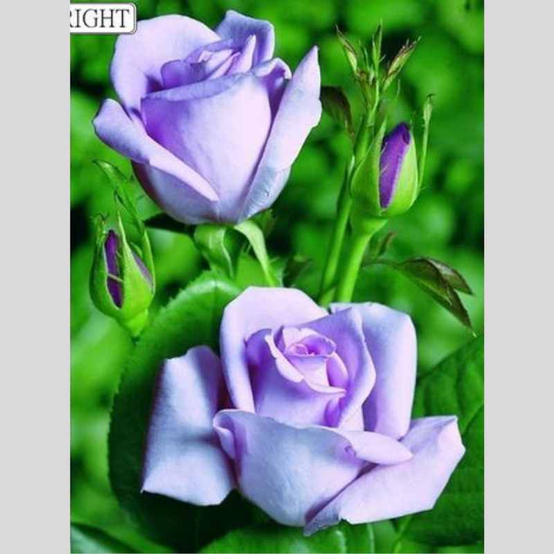 PURPLE ROSE Diamond Painting Kit - DAZZLE CRAFTER
