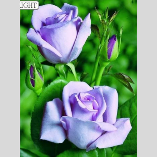 PURPLE ROSE  Diamond Painting Kit - DAZZLE CRAFTER