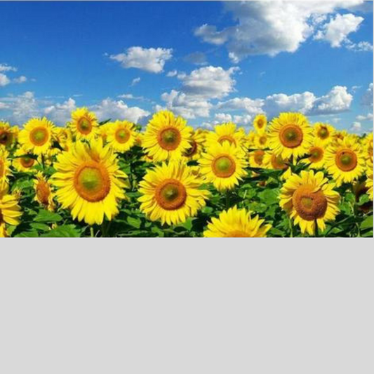 SUNFLOWER FIELD Diamond Painting Kit - DAZZLE CRAFTER