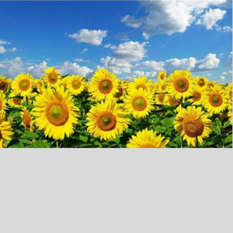 Image of SUNFLOWER FIELD Diamond Painting Kit - DAZZLE CRAFTER