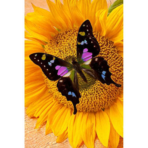 Image of BLACK BUTTERFLY ON SUNFLOWER  Diamond Painting Kit