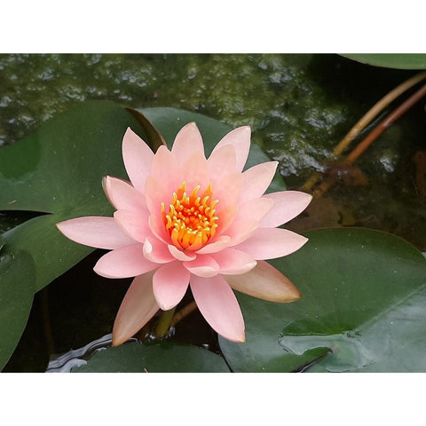 Image of PINK LOTUS Diamond Painting Kit - DAZZLE CRAFTER