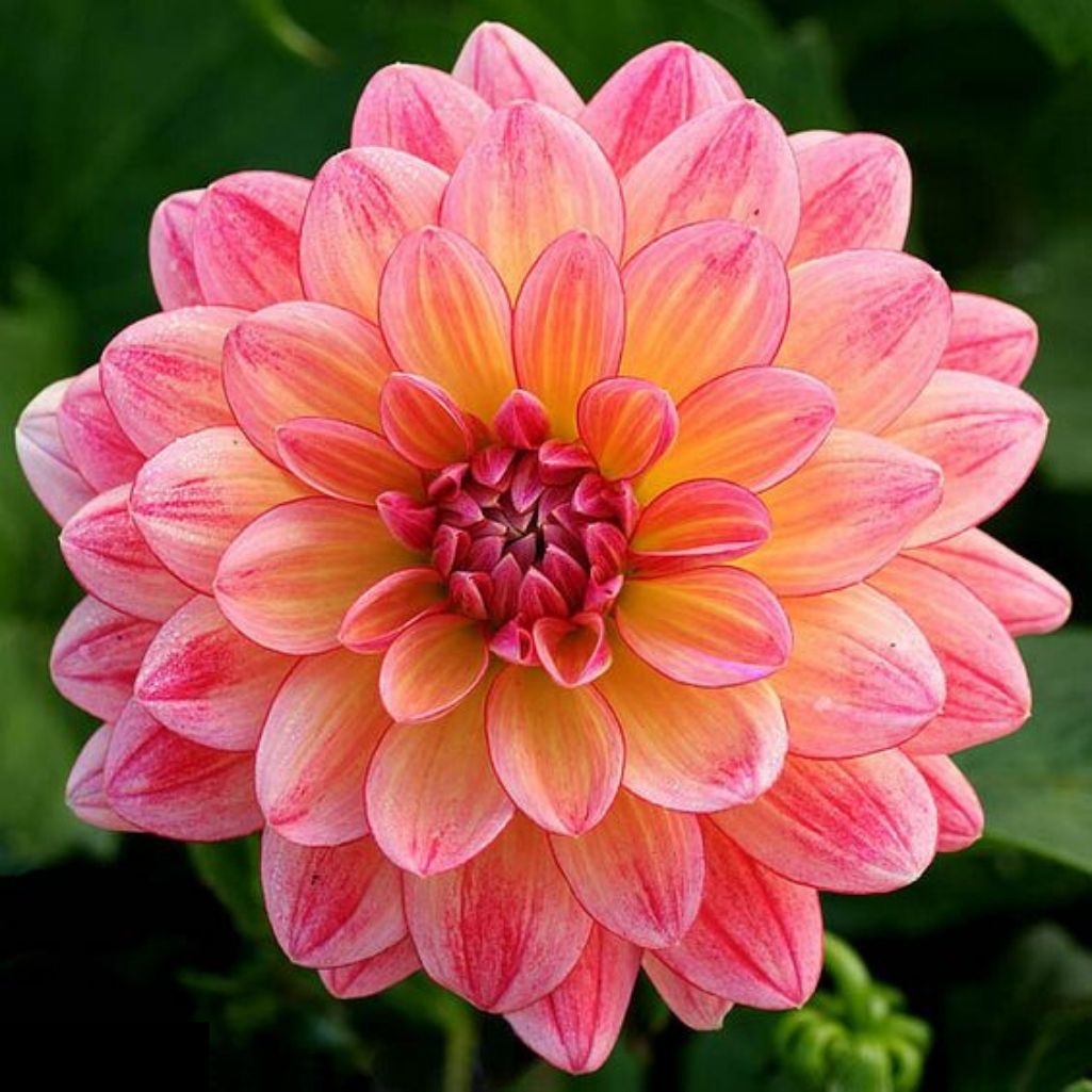 PINK DAHLIA Diamond Painting Kit - DAZZLE CRAFTER