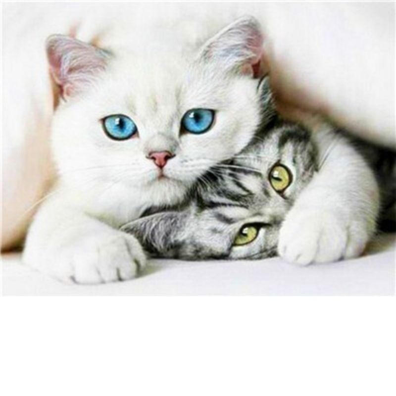 SNOW WHITE CAT Diamond Painting Kit - DAZZLE CRAFTER