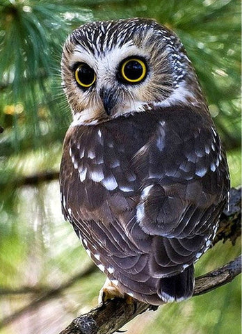 Image of OWL SERIES - Diamond painting Kit