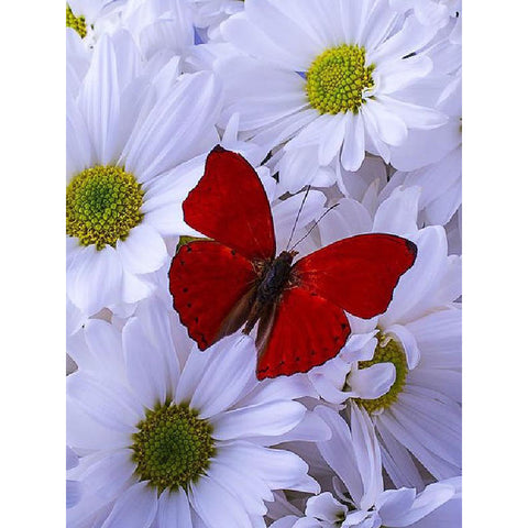 Image of RED BUTTERFLY ON WHITE DAISIES Diamond Painting Kit