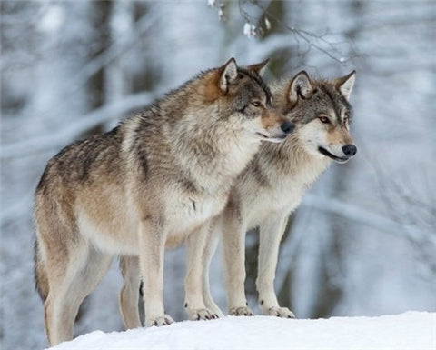 Image of WOLVES IN THE SNOW SERIES Diamond Painting Kit - DAZZLE CRAFTER