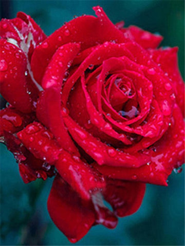 Image of RED FLOWERS SERIES Diamond Painting Kit - DAZZLE CRAFTER