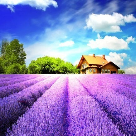 Image of PURPLE FLOWER MEADOW SERIES Diamond Painting Kit - DAZZLE CRAFTER