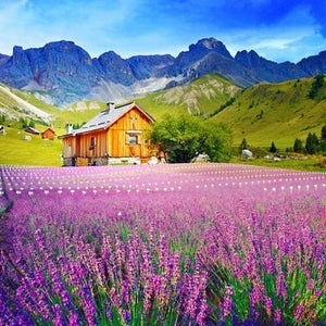 PURPLE FLOWER MEADOW SERIES Diamond Painting Kit - DAZZLE CRAFTER