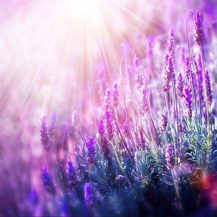 Image of PURPLE FLOWER MEADOW SERIES Diamond Painting Kit - DAZZLE CRAFTER