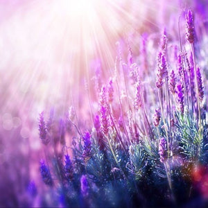 PURPLE FLOWER MEADOW SERIES Diamond Painting Kit - DAZZLE CRAFTER
