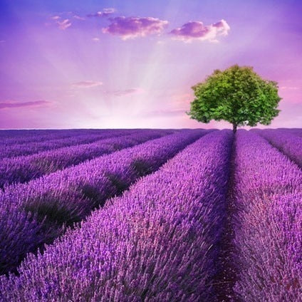 Image of PURPLE FLOWER MEADOW SERIES Diamond Painting Kit - DAZZLE CRAFTER