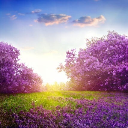 Image of PURPLE FLOWER MEADOW SERIES Diamond Painting Kit - DAZZLE CRAFTER